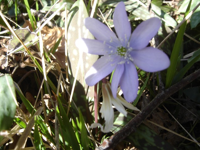 Fiori primaverili